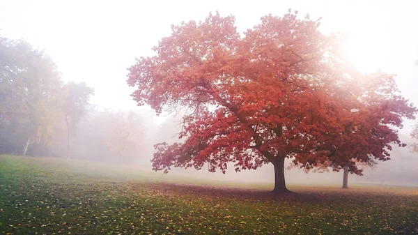 Foggy autumnal morning — Stock Photo, Image