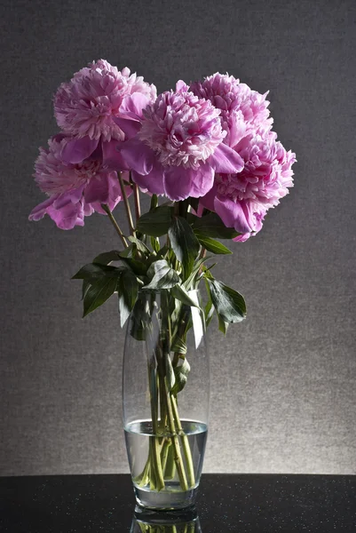 Pink peonies on black — Stock Photo, Image