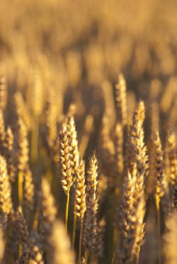 altın buğday alanında