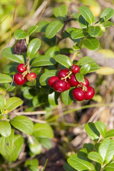 Mirtilli rossi della foresta in natura — Foto Stock