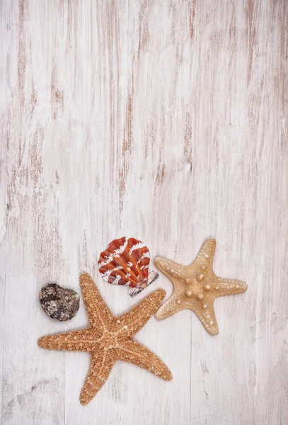 Cáscaras de mar sobre el viejo fondo de madera blanca — Foto de Stock