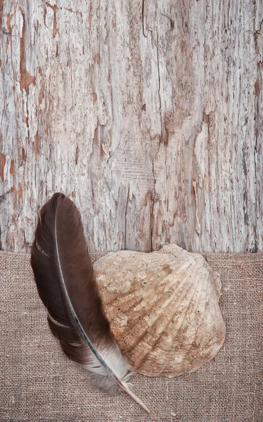 Deniz kabuğu ve çuval bezi eski ahşap arka plan ile feather — Stok fotoğraf
