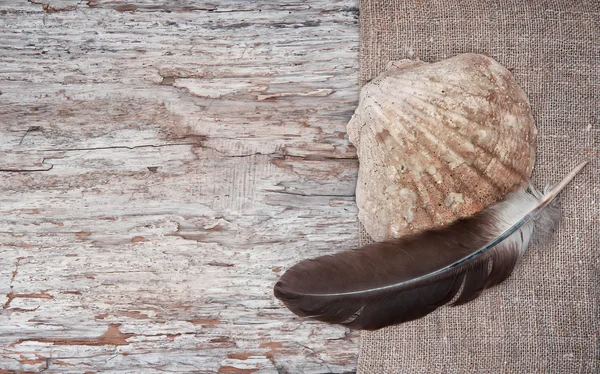 Deniz kabuğu ve çuval bezi eski ahşap arka plan ile feather — Stok fotoğraf