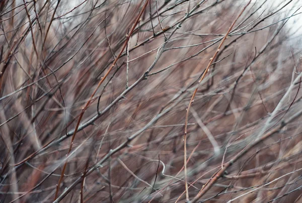 Branches séchées de texture d'arbre fond — Photo