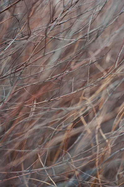 Ramas secas de fondo de textura de árbol —  Fotos de Stock