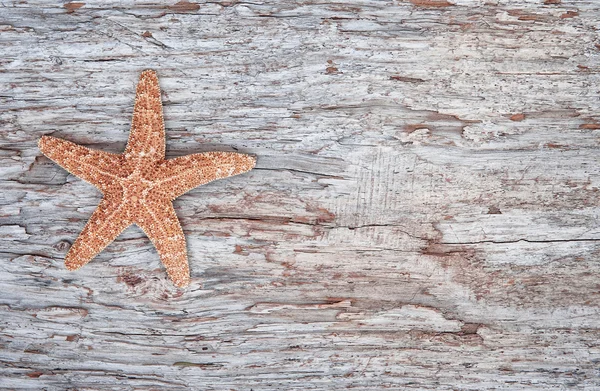 Concha de mar sobre el viejo fondo de madera — Foto de Stock