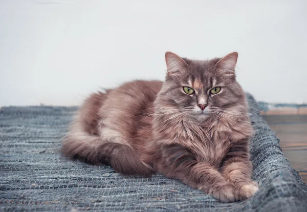 Fluffy cute cat lying on the carpet — Stock Photo, Image