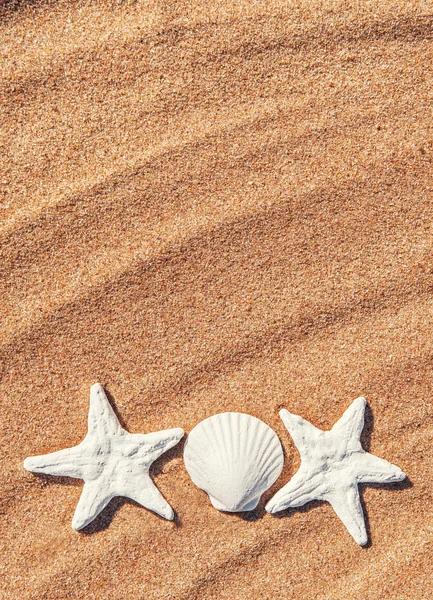 Seashells on the sand — Stock Photo, Image