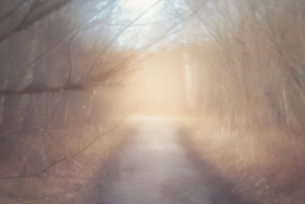 Abstrakt suddig natur bakgrund — Stockfoto