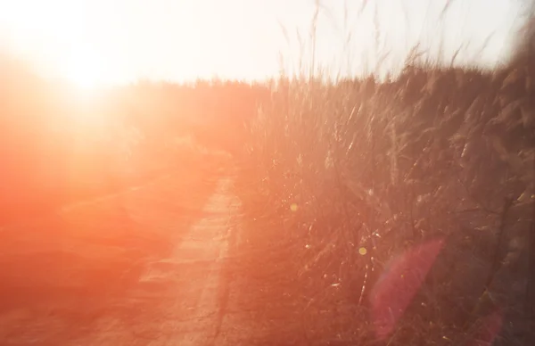 日光とぼやけの抽象的な性質の背景 — ストック写真