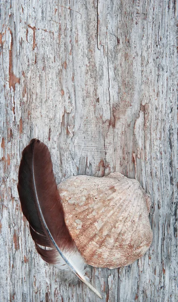 Grande concha e pena no fundo de madeira — Fotografia de Stock