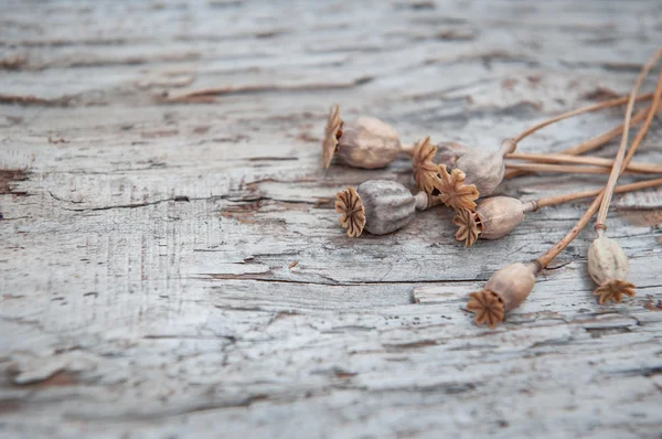 Grunge sfondo con piante secche sul vecchio legno — Foto Stock