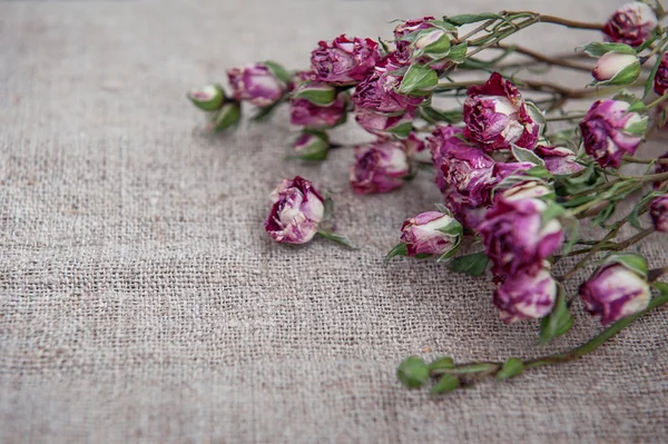 Vintage background with dry tea roses on burlap cloth — Stock Photo, Image