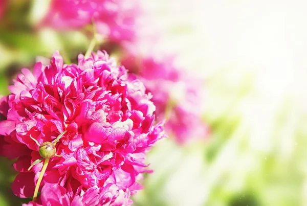 Beau fond de fleurs d'été avec pivoine — Photo