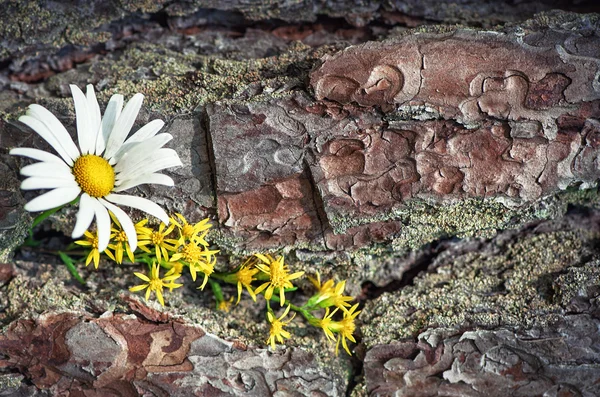 Wiosenne kwiaty na Starym kora — Zdjęcie stockowe