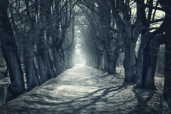 Halloween mystiska bakgrund med mörk skog — Stockfoto