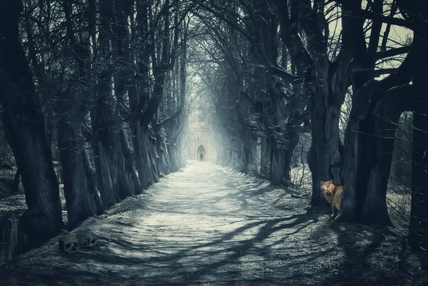 어두운 숲과 할로윈 신비로운 배경 — 스톡 사진