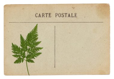 Beyaz arkaplanda kuru bitki izole edilmiş eski, boş bir kart.