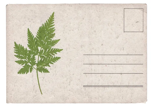 Leere Alte Vintage Postkarte Mit Trockener Pflanze Auf Weißem Hintergrund — Stockfoto