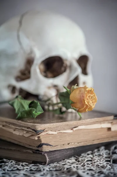 Natura Morta Retrò Con Rosa Gialla Secca Teschio Vecchio Libro — Foto Stock