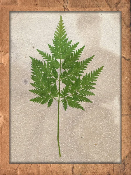 Oude Vintage Ruwe Papier Met Krassen Vlekken Textuur Droge Plant — Stockfoto