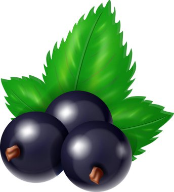 Yapraklı taze siyah üzümlü tatlı. Whit üzerinde izole edilmiş vektör gerçekçi illüstrasyon