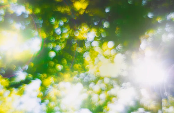 Abstrakte Verschwommene Sommer Frühling Hintergrund Mit Sonnenlicht — Stockfoto