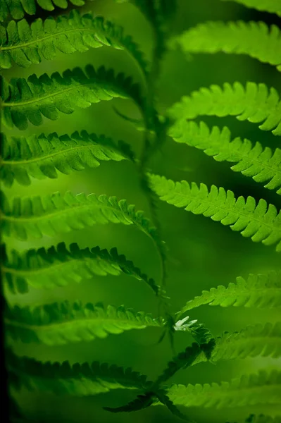 Feuilles Vertes Naturelles Fond Motif Fougère Pour Conception — Photo