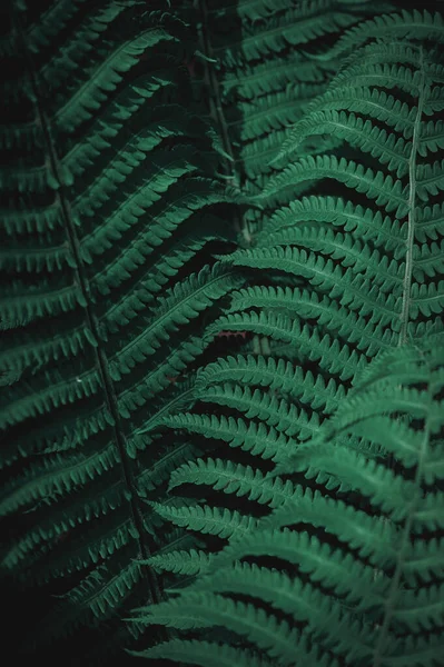 Folhas Verdes Naturais Fundo Padrão Samambaia Para Design — Fotografia de Stock