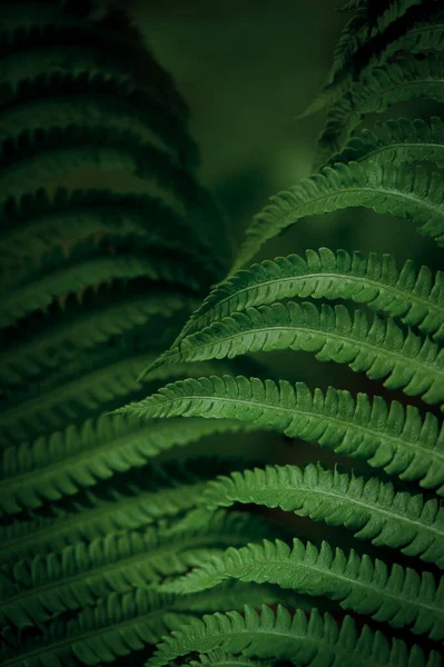 Natural Green Leaves Fern Pattern Background Design — Stock Photo, Image