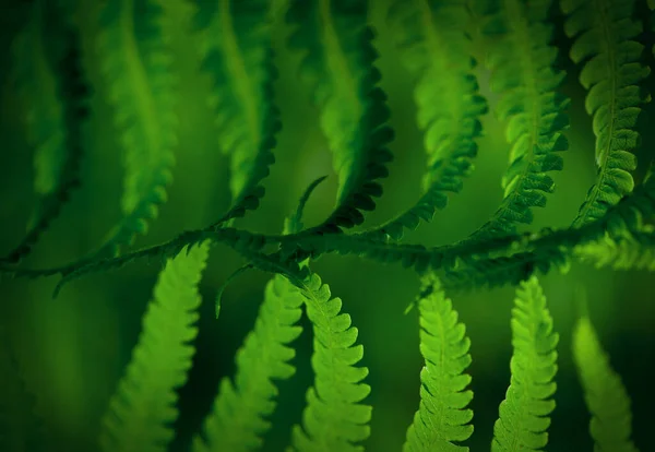 Natuurlijke Groene Bladeren Van Varens Patroon Achtergrond Voor Ontwerp — Stockfoto