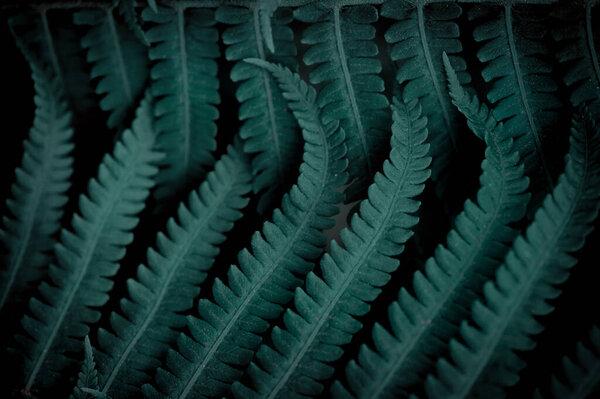 Естественные зеленые листья папоротника фон для дизайна