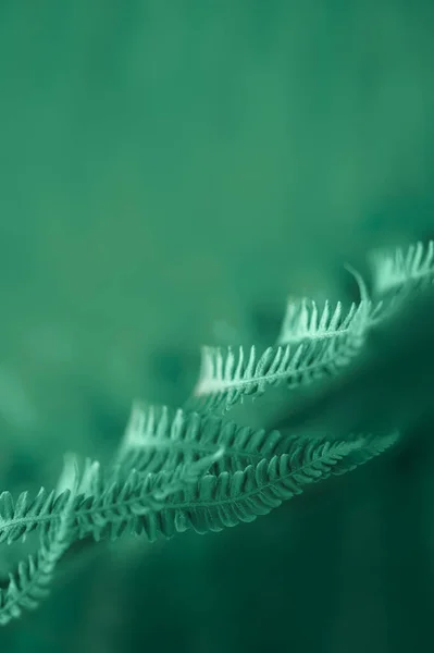 天然绿叶 蕨类植物图案背景设计 — 图库照片