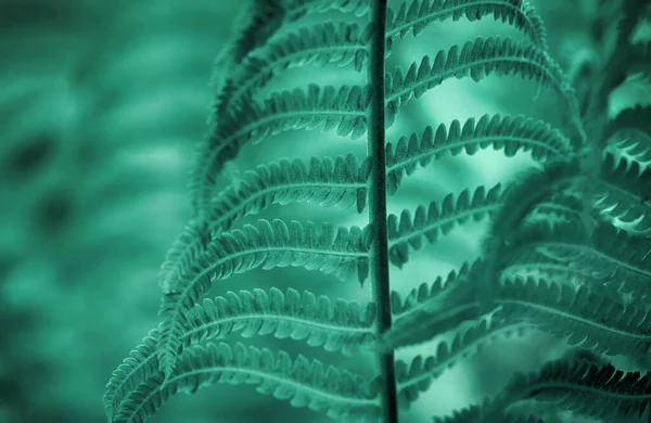 Natürliche Grüne Blätter Des Farnmusters Hintergrund Für Design — Stockfoto