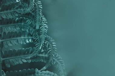 Tasarım için eğreltiotu desenli doğal yeşil yapraklar 