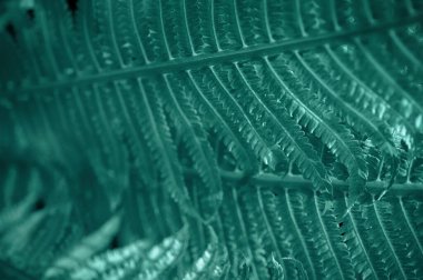 Tasarım için eğreltiotu desenli doğal yeşil yapraklar