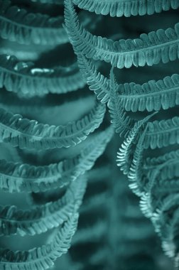 Tasarım için eğreltiotu desenli doğal yeşil yapraklar