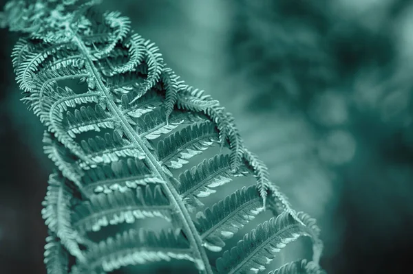 Folhas Verdes Naturais Fundo Padrão Samambaia Para Design — Fotografia de Stock