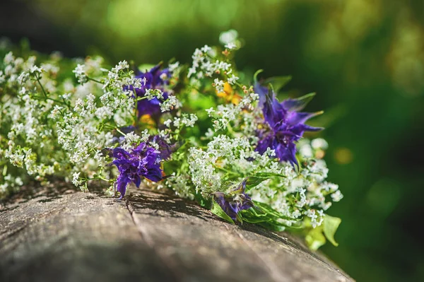 Bellissimi Fiori Estivi Sfocato Backgroun Naturale — Foto Stock