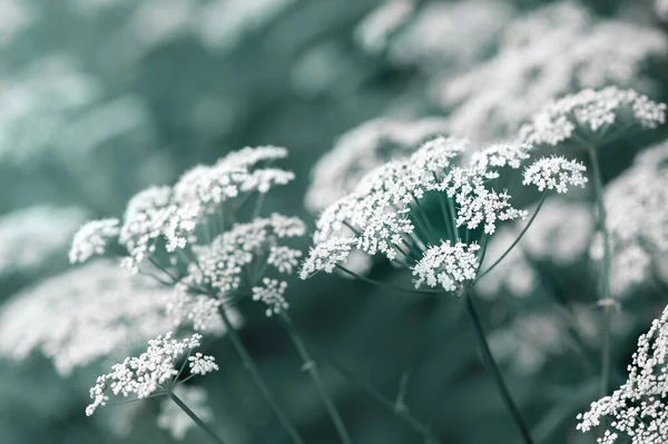 Bellissimi Piccoli Fiori Bianchi Estivi Sfondo Naturale Sfocato — Foto Stock