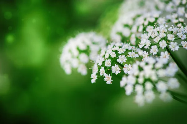 Mooie Kleine Witte Zomer Bloemen Wazig Natuurlijke Backgroun — Stockfoto