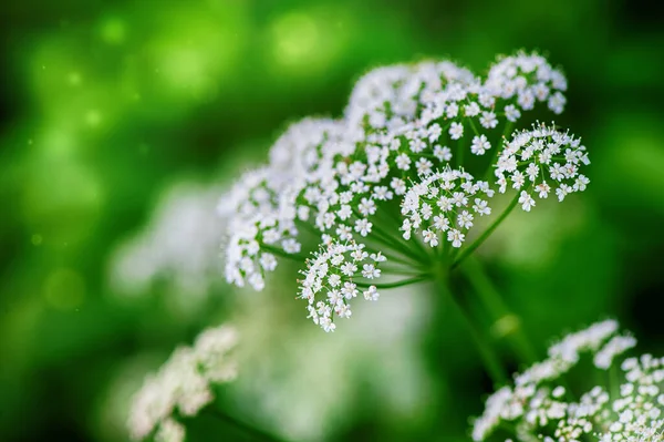 Beautiful Small White Summer Flowers Blurred Natural Backgroun — Stock Photo, Image