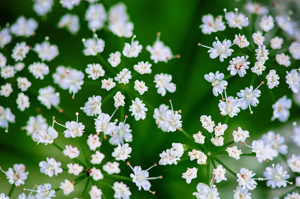 Vackra Små Vita Sommarblommor Suddig Naturlig Backgroun — Stockfoto