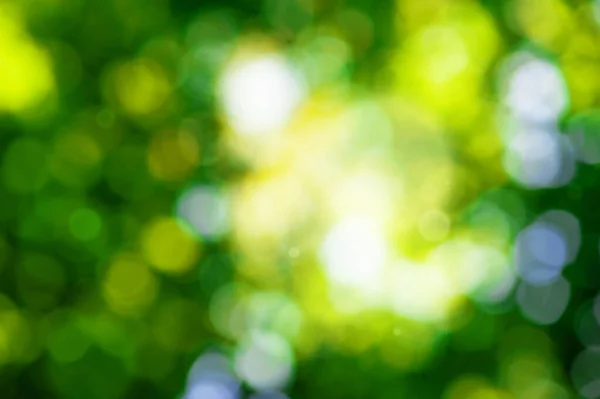 Абстрактний Розмитий Яскравий Літній Весняний Фон Сонячним Світлом Боке — стокове фото