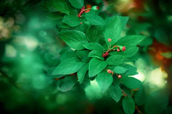 Estate Verde Naturale Foglie Modello Sfondo Design — Foto Stock