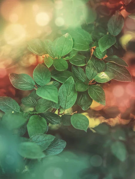 Naturhintergrund Mit Ästen Und Grünen Blättern Sonnenlicht — Stockfoto