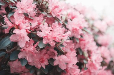 Güzel bahar kiraz çiçekleri, sakura çiçekleri.