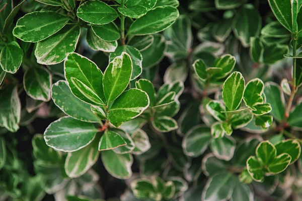 Natural Green Beautiful Leaves Background Design — Stock Photo, Image