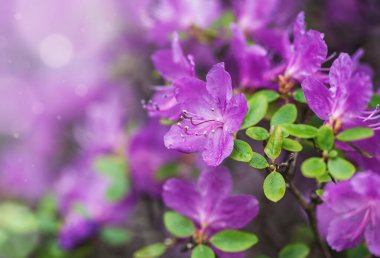 Güzel bahar kiraz çiçekleri, sakura çiçekleri.