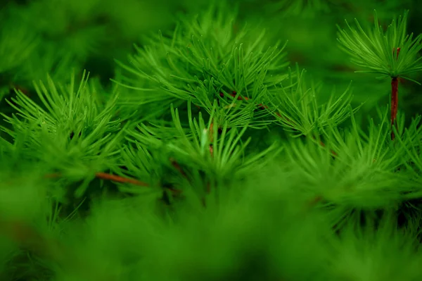 Hojas Verdes Naturales Fondo Patrón Pino Para Diseño —  Fotos de Stock